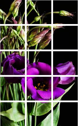 Lisianthus
